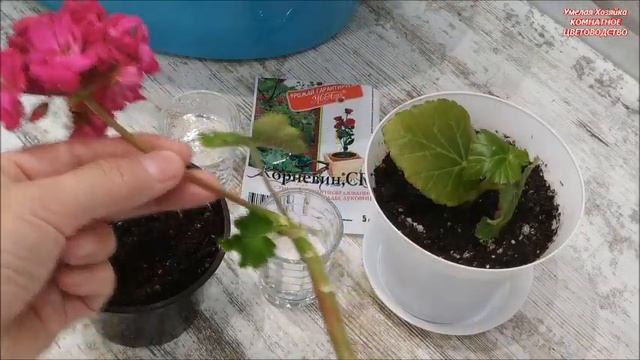 ПРОВЕРЕННЫЙ СПОСОБ УКОРЕНЕНИЯ СОРТОВЫХ ПЕЛАРГОНИЙ / ГЕРАНЕЙ ?% РАБОТАЕТ смотреть онлайн