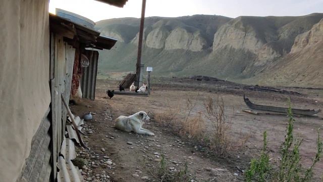 Волкодав Алаш. С возвращением домой. смотреть онлайн