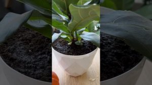 Фикус Лирата, пересадка после покупки и уход