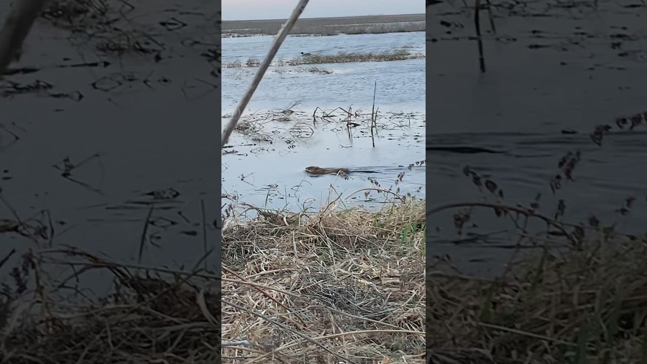 Ондатра приплыла на чучела #ондатра #охотанауток #охотанагуся #hunting смотреть онлайн