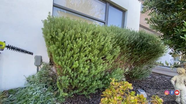 Real User Reviews - Ryobi Telescopic pole hedge TRIMMER - WATCH BEFORE U BUY - 18V ONE+ power tools смотреть онлайн