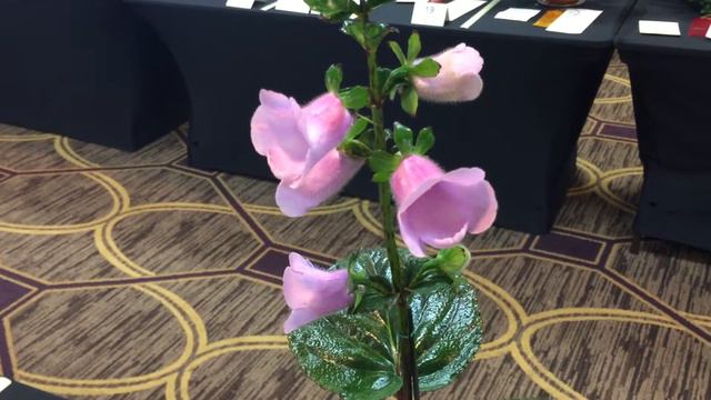 Gloxinia perennis смотреть онлайн