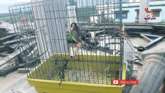 هذا الحسون ملك التغريد , مقنين وحش قوة كبيرة смотреть онлайн