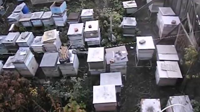 пчелы злые и плохо носят мед , как их лучше поменять - ошибки пчеловода смотреть онлайн