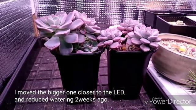 Echeveria - Pretty in Pink (effect of different light level on same succulent species) смотреть онлайн