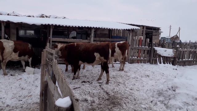 Бычки, которые поют. смотреть онлайн