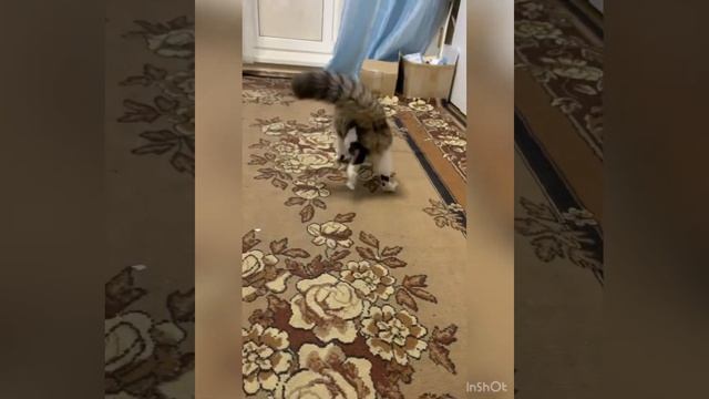 Как отучить кошку от стола??? смех на фоне❤️? смотреть онлайн