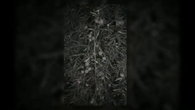 Аспарагус Шпренгера  - лазающий полукустарник (Asparagus Sprengeri)