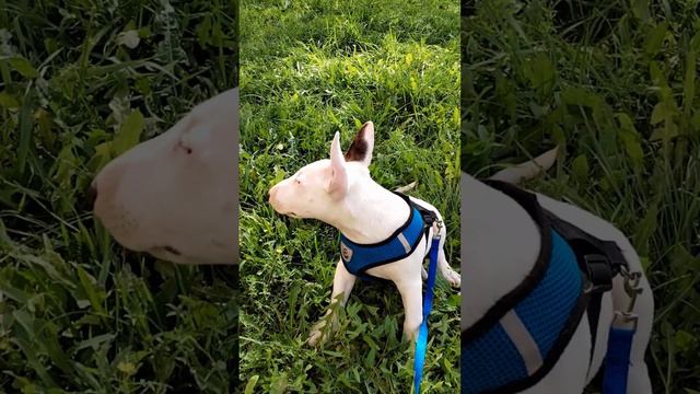 Минибультерьер ! Что нужно знать о  Минибуле! 💖