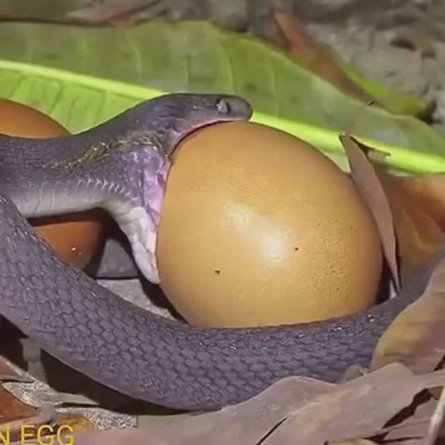 Змея ест яйцо смотреть онлайн