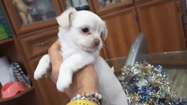 Акса Бирсен белая длинношерстная девочка чихуахуа продам КУПИТЬ собачу питомник собак Кастропуло смотреть онлайн