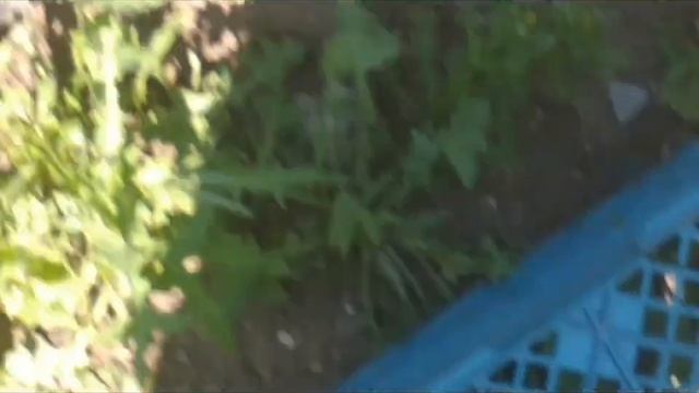 КТО ПОПАДЕТ В ВЕДРО КОСТОЧКОЙ ПОЛУЧИТ 1000$.mp4 смотреть онлайн