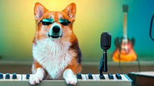 МУЗЫКАЛЬНЫЙ КОРГИ КЕКС!! Все клипы подряд + БОНУС!!