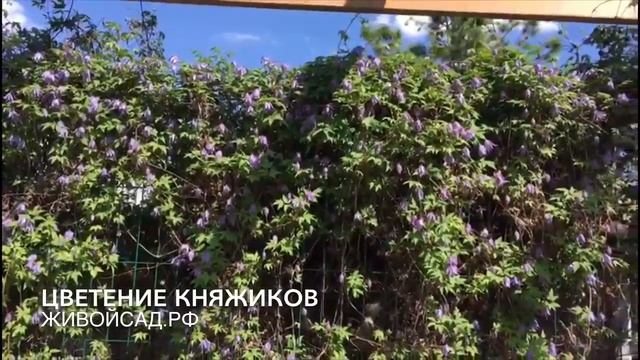 Цветение княжиков в начале лета смотреть онлайн