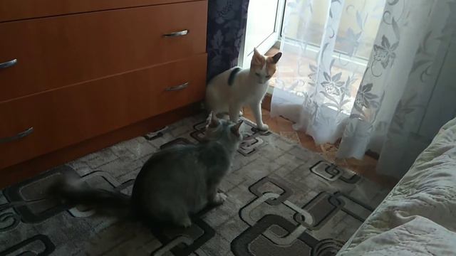 Ням ням /интересно что ей снится?/ смотреть онлайн