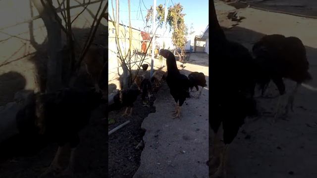 Бойцовский петух и курицей смотреть онлайн