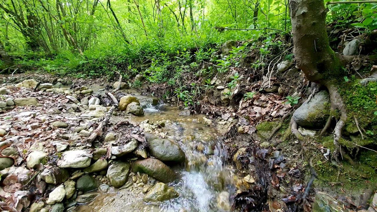 Relaxing Flat River Sounds, Some Birds Chirping In The Big Forest