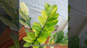 Конечно, жив!? #ЗАМИОКУЛЬКАС вариегатный из #ЛЕРУАМЕРЛЕН ? #цветы #растения #суккуленты #shorts