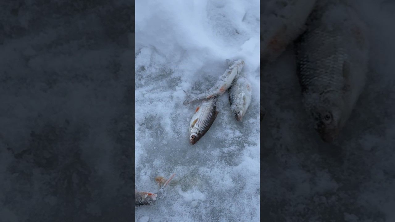 Сижу ловлю на лунке #рыбалкакстово #первыйлёд #плотва #зимняяудочка смотреть онлайн