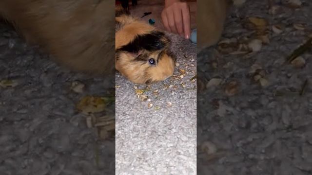 Морская свинка Эмма ест любимый корм Little One , (в голубой упаковке с её любимым вкусом ) смотреть онлайн