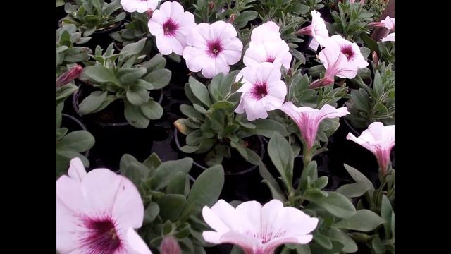 КАКИЕ СОРТА У НАС РАСЦВЕЛИ НА 15 АПРЕЛЯ. смотреть онлайн