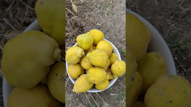 Что приготовить из айвы? Японская айва- для чего? #айва #фрукты #варенье #сад смотреть онлайн