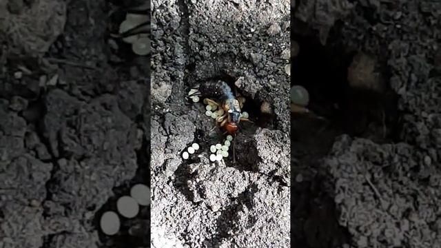 ??? УХОВЕРТКА. ДВУХВОСТКА. ОТКЛАДКА ЯИЦ. В МИРЕ НАСЕКОМЫХ. смотреть онлайн