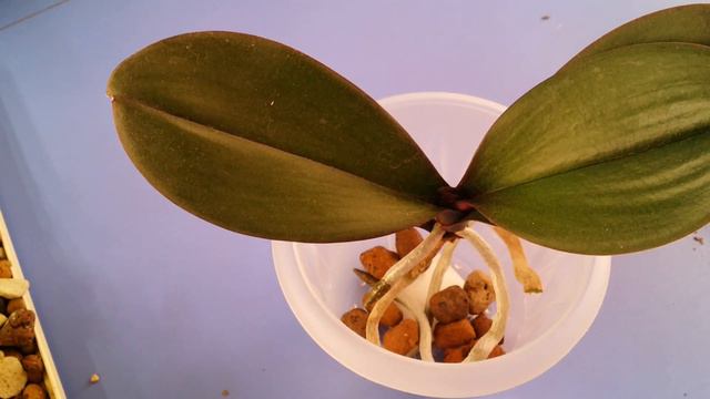 02.07.2020.пересадка ОРХИДЕИ из Лечузы пон в керамзит.. смотреть онлайн