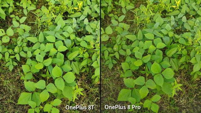 OnePlus 8T VS OnePlus 8 Pro Camera Comparison