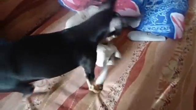 Той терьер чихуахуа и сфинкс играют. смотреть онлайн