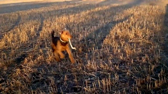 Эрдельтерьер смотреть онлайн