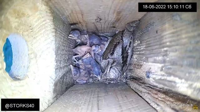 Вертишейка заботливо кормит самого мелкого птенчика смотреть онлайн