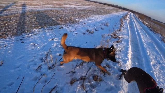 Malinois Marriage. The First Acquaintance Of Dogs Before Mating. Bro + Linda