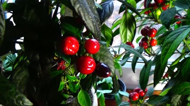 Декоративный перец в комнате зимой - нужно делать ТАК! смотреть онлайн