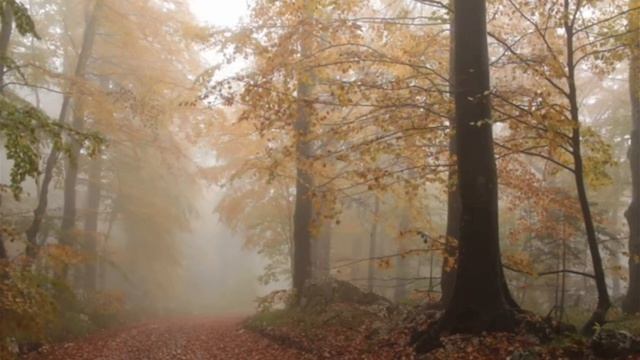 Николай Гумилев "Я больше ее не люблю" смотреть онлайн