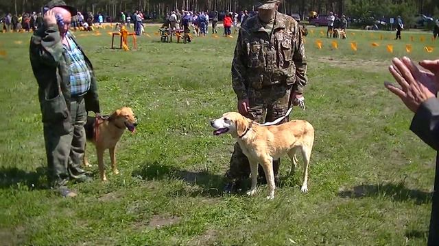 РГ ср возр гр и ст возр гр выжловки смотреть онлайн