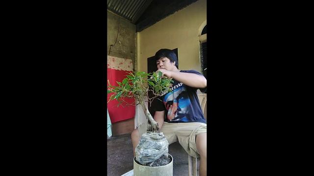 trimming may red balete/red ficus,,,,, смотреть онлайн