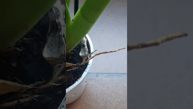 Orquídea ¿oncidium o cambria? смотреть онлайн