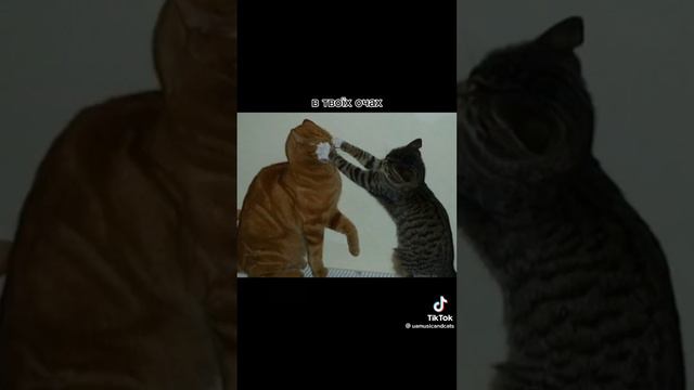РАНДОМНЫЕ МЕМЫ С ТИК ТОК 77 || Какое право ты имеешь указывать мной?🍑 смотреть онлайн