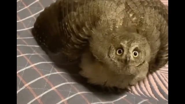 Сова сова сова - мем, оригинал (АНЯ ТАРО) смотреть онлайн