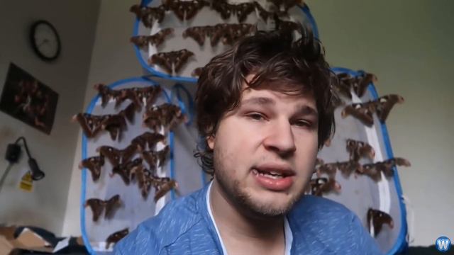 1000 Giant Atlas Moth Cocoons Hatched During Lockdown смотреть онлайн