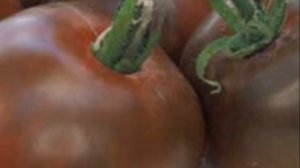 Особенности томатов сорта черный принц