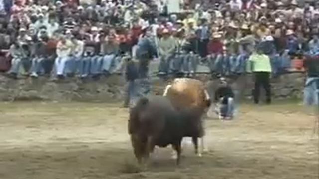 NIŞA / HERKESI SASIRTAN BOGA / ZAUVIJEK SVAKOGA / AMAZING EVERYBODY BULLS смотреть онлайн