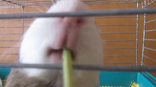 Морские свинки и папа свин хорошие домашние животные, взаимная подписка