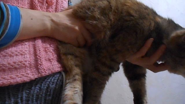 Я хищница - пантера!:) Кошка Ромашка. смотреть онлайн