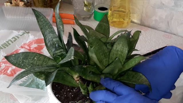 САНСЕВИЕРИЯ ХАННИ, УХОД. ЧТО МОЖЕТ СЛУЧИТЬСЯ С ЦВЕТКОМ. ШОК, ПОСЛЕ ПРИЕЗДА. SANSEVIERIA HAHNII смотреть онлайн