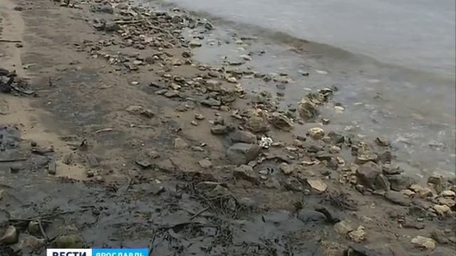В поселке Вакарево обнаружено загрязнение Волги нефтепродуктами смотреть онлайн