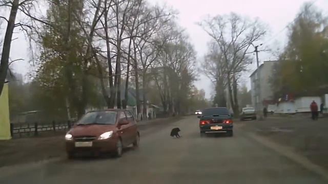 Бешеная собака смотреть онлайн