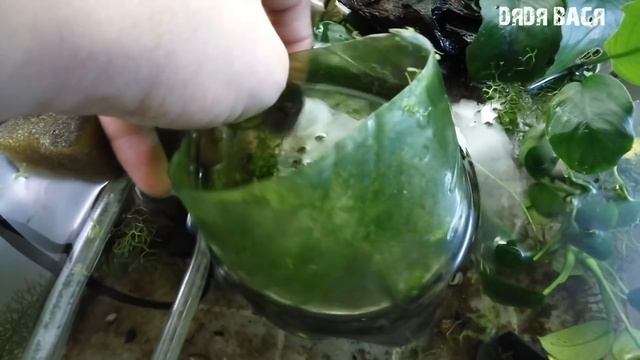 Как избавиться от водорослей в аквариуме с помощью улиток теодоксусов. Теодоксус улитка. смотреть онлайн