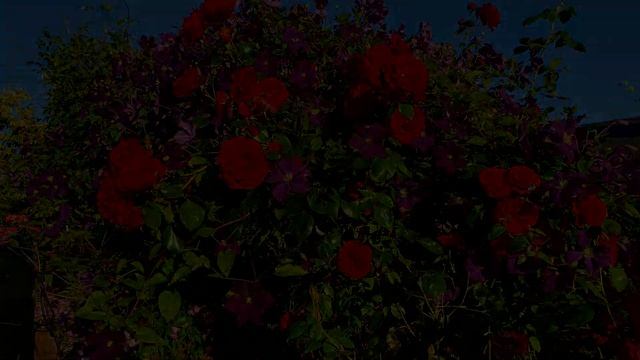 'Dublin Bay' Rose And Clematis 'Jackmanii Superba' On The Garden Gate